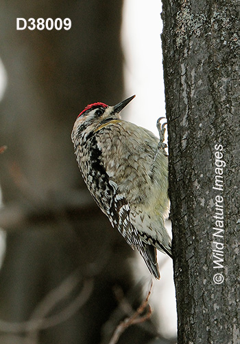Yellow-bellied Sapsucker (Sphyrapicus varius)